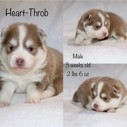 Heart-Throb - Lavender male Pomsky puppy in Denham Springs, Louisiana from Bayouland Pomskies