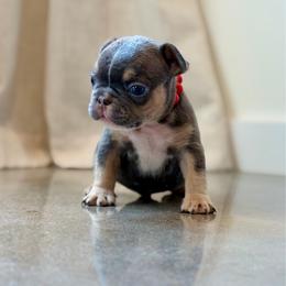 Red - Tricolors male French Bulldog puppy in Wagoner, Oklahoma from Frenchie Frys