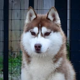 Mistletoe - Siberian Husky
