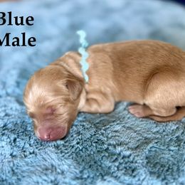 Blue Collar - Apricot male Goldendoodle puppy in Maryville, Tennessee from Twin City Doodles