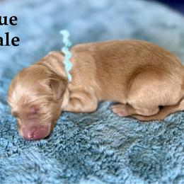 Blue Collar - Apricot male Goldendoodle puppy in Maryville, Tennessee from Twin City Doodles