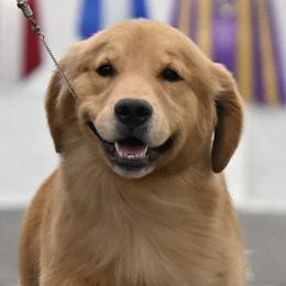 Airedale Terriers and Golden Retrievers from Sugarbear Kennels
