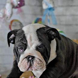 Bulldog Puppies from Dampier Bulldogs Mo