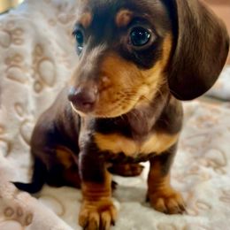 Dahlia - Chocolate and tan female Dachshund puppy in Fontana, California from DOXI.E.