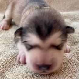 Naan - Gray and white female Alaskan Malamute puppy in Palmyra, Michigan from Illusion Kennel