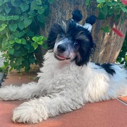 Domino - White and black male Chinese Crested puppy in Lutz, Florida from Halcyon Chinese Cresteds