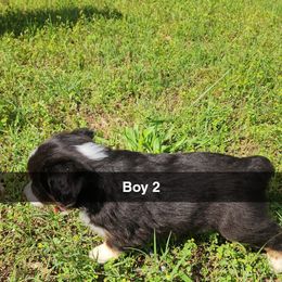 Boy 2 - Black tri Miniature Australian Shepherd puppy in Joplin, Missouri from Porter's Pretty Puppies
