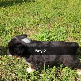 Boy 2 - Black tri Miniature Australian Shepherd puppy in Joplin, Missouri from Porter's Pretty Puppies