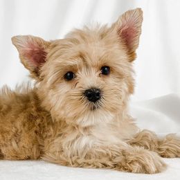 Dachshund, Great Dane, and Yorkshire Terrier Puppies from WZ Kennels