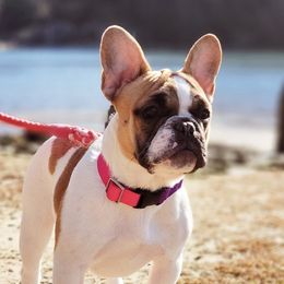 Riley - French Bulldog