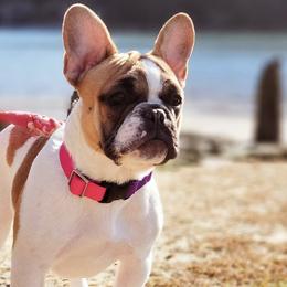 Riley - French Bulldog
