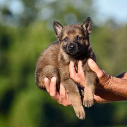 Purple - Sable female German Shepherd puppy in Cherryville, North Carolina from Masky Kennel