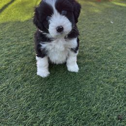 Aussiedoodle Puppies from Penny’s Pals