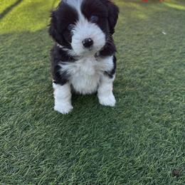 Aussiedoodle Puppies from Penny’s Pals