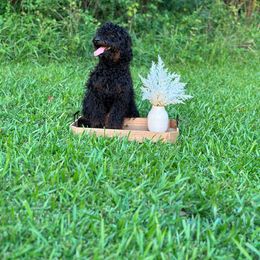 Girl 2 - Phantom Bernedoodle puppy in Silver Creek, Georgia from Sweet Georgia Doodles
