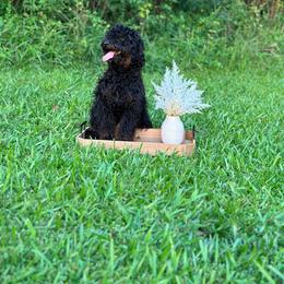 Girl 2 - Phantom Bernedoodle puppy in Silver Creek, Georgia from Sweet Georgia Doodles