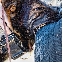 German Shepherds from Vogelhaus German Shepherds