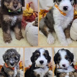 Bernedoodle puppies from LaDonna's Doodles