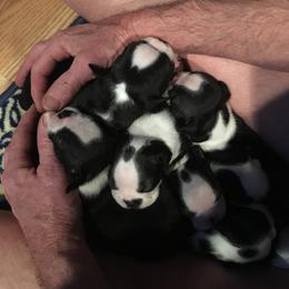 Boston Terrier Puppies from Bill's Boston Babies