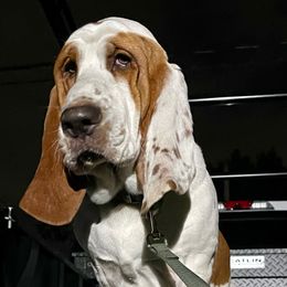 Roscoe - Basset Hound