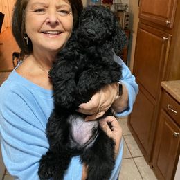 Goldendoodle Puppies from Izzy's Doodles