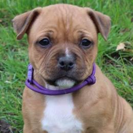Staffordshire Bull Terriers from K8'sK9s and MedCity Staffords