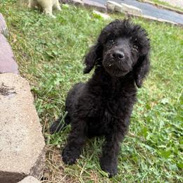 Nimbus - Black male Poodle puppy in Toledo, Ohio from Exquisite Dalmatians & Standard Poodles