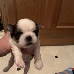 Shih Tzu Puppies from Dorothy Agrippino's Shih Tzus