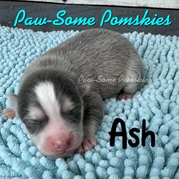 Ash - Blue male Pomsky puppy in Krum, Texas from Paw-Some Pomskies