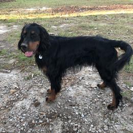 Governor  - Gordon Setter