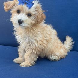 Mona - Apricot female Maltipoo puppy in Lancaster, Kentucky from Dream Paws Puppies, LLC