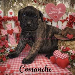 Comanche - Tiger male Perro de Presa Canario puppy in Horizon, Texas from Mesquite Creek Kennels