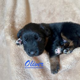 Oliver - Black tri-color male Australian Shepherd puppy in Dartmouth, Massachusetts from Tails of an Ausshole