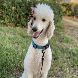 Poodle All Grown Up from Mes Chien Blanc Puppies, LLC