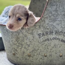 Dapple - Cream male Dachshund puppy in Crestview, Florida from Neverending Dachies
