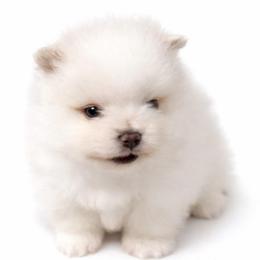 Champagne - Cream parti male Pomeranian puppy in Odessa, Texas from Cherry's Poms