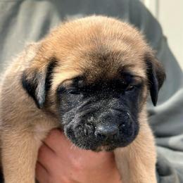 Karai - Fawn female Mastiff puppy in Wewoka, Oklahoma from P Diamond Mastiffs
