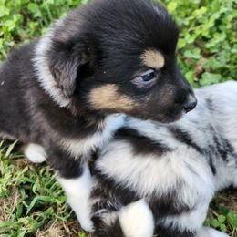 Argo - Black and white male Border Collie puppy in New Oxford, Pennsylvania from The Weekend Farm