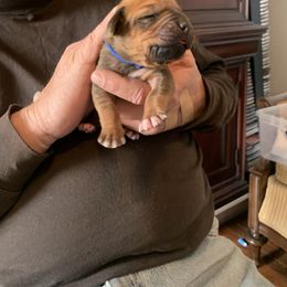 Rhodesian Ridgeback Puppies from Churchill Rhodesian Ridgebacks