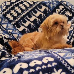 Little Pooh Tu - Liver male Shih Tzu puppy in Cartersville, Georgia from 100 Acre Woods Shih Tzu Plantation