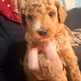 Light pink collar - Apricot female Goldendoodle puppy in Ottawa, Kansas from Kansas Country Doodles