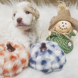 Poodle Puppies from Cox Poodles
