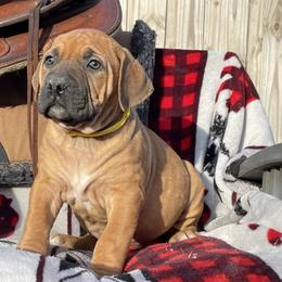 Choice Girl 2 - Brown female Boerboel puppy in Mansfield, Texas from Dynasty Blue Ridge Boerboel