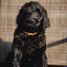 Perseus - Black male Goldendoodle puppy in Portsmouth, Virginia from Hopping Howlers Ranch