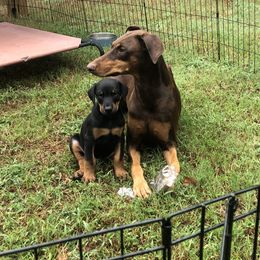 Doberman Pinscher Puppies from Vom Baecher Doberman