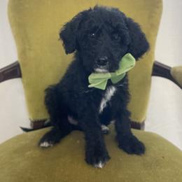 Noodle - White and black male Bordoodle puppy in Valley Center, California from Circle R Valley Bordoodls