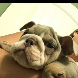 Bulldog, French Bulldog, and Pug Puppies from Royal destiny kennels