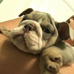 Bulldog, French Bulldog, and Pug Puppies from Royal destiny kennels