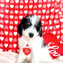 Blitzen - Black and white male Bernedoodle puppy in Lookout, California from Remington Kennels, LLC