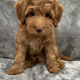 Goldendoodle Puppies from Doodles of the Brazos